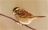 Lovely bird photo wallpaper #5