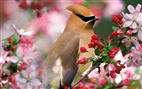 Lovely bird photo wallpaper #6