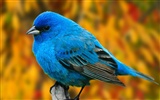 Lovely bird photo wallpaper #8