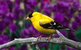 Lovely bird photo wallpaper #10