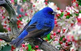 Lovely bird photo wallpaper #11