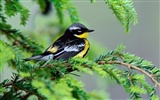 Lovely bird photo wallpaper #13