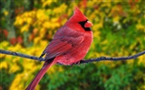 Lovely bird photo wallpaper #14