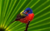 Lovely bird photo wallpaper #15