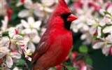 Lovely bird photo wallpaper #19