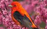 Lovely bird photo wallpaper #20