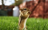 Cute wallpaper chipmunk