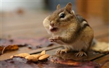 Cute wallpaper chipmunk #3