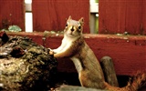 귀여운 다람쥐 벽지 #4