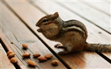 Cute chipmunk wallpaper #5