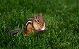 Cute chipmunk wallpaper #9