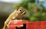 Cute chipmunk wallpaper #11