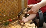 Cute Chipmunk Tapete #14