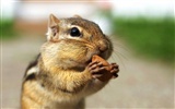 Cute Chipmunk Tapete #15