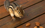 Cute Chipmunk Tapete #18