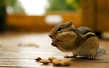 귀여운 다람쥐 벽지 #20