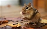 Cute chipmunk wallpaper #22