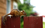 귀여운 다람쥐 벽지 #24
