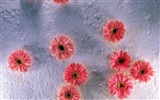 실내 꽃 벽지 (1) #25