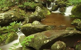 Forest Falls HD Wallpaper #16