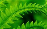 Vista Plant wallpaper (5)