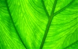 Vista Wallpaper plantes (7) #29