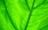 Vista 植物壁紙(七) #29
