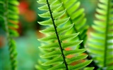 Vista Wallpaper Plant (8)