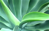 Vista Wallpaper plantes (9) #7