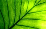 Vista Wallpaper plantes (9) #10