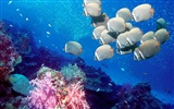 Marine Life Wallpaper Selection (1)