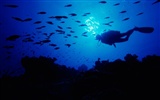 Marine Life Wallpaper-Auswahl (1) #6