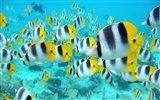 Marine Life Wallpaper-Auswahl (1) #11