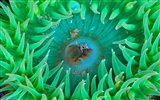 Marine Life Wallpaper-Auswahl (1) #12