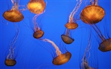 Marine Life Wallpaper-Auswahl (1) #14