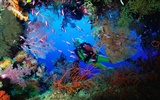 Marine Life Wallpaper-Auswahl (1) #19