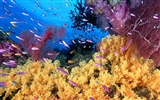 Marine Life Wallpaper-Auswahl (1) #20