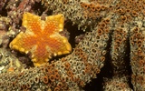 Marine Life Wallpaper-Auswahl (1) #21