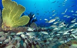 Marine Life Wallpaper Selection (1) #28