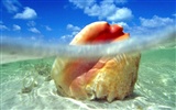 Marine Life Wallpaper Selection (1) #31