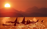 Marine Life Wallpaper Selection (1) #32