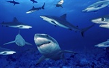 Marine Life Wallpaper Selection (1) #37