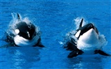 Marine Life Wallpaper Selection (1) #39