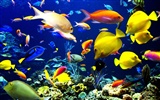 Marine Life Wallpaper-Auswahl (1) #40