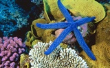 Marine Life Wallpaper-Auswahl (2) #2