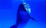 Marine Life Wallpaper-Auswahl (2) #7