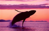 Marine Life Wallpaper-Auswahl (2) #12