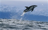 Marine Life Wallpaper-Auswahl (2) #16