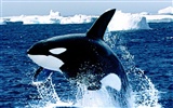 Marine Life Wallpaper-Auswahl (2) #19