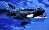 Marine Life Wallpaper-Auswahl (2) #21